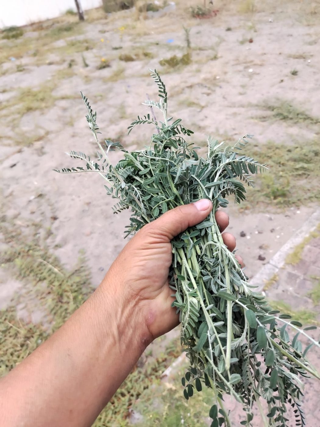 Freshly harvested indigenous herbs from the Real Makhoi garden