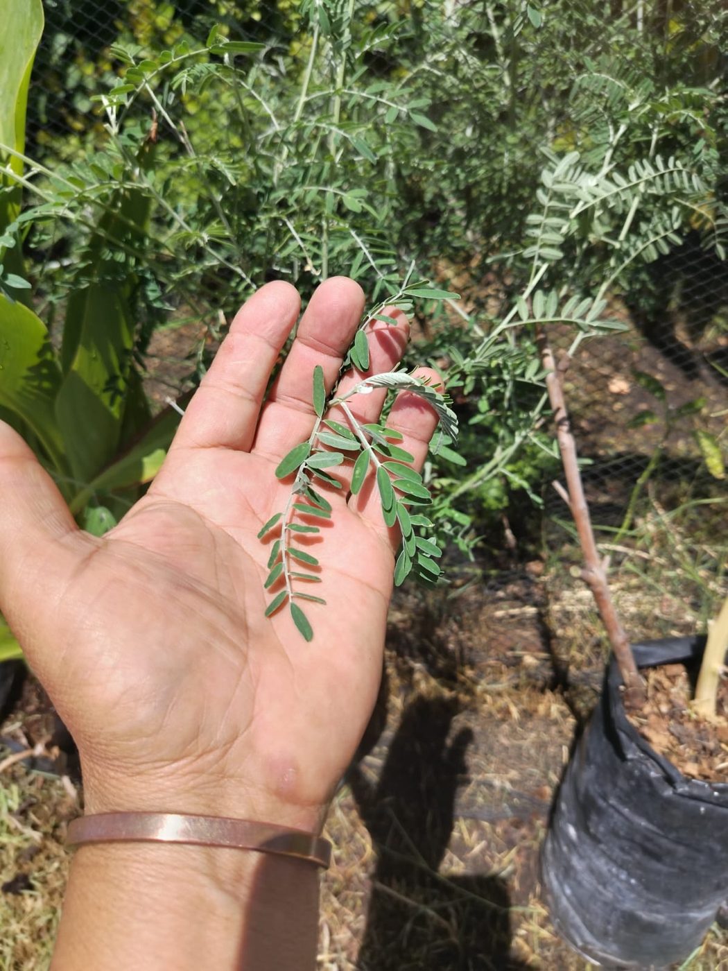 Checking a young plant in one of the two Real Makhoi urban gardens